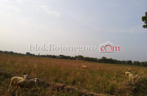 32 Hektare Sawah Milik Petani Semenpinggir Kekeringan